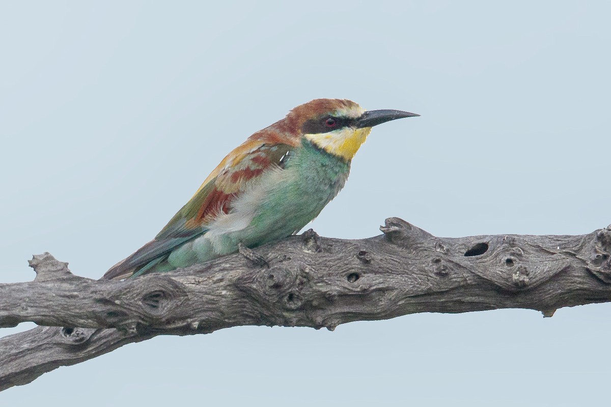European Bee-eater - ML293301931
