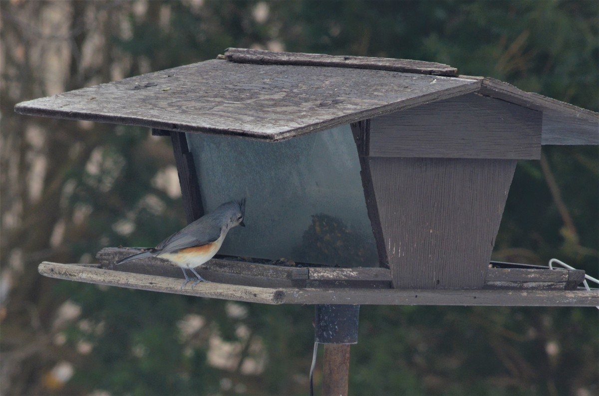 Tufted Titmouse - ML293302501