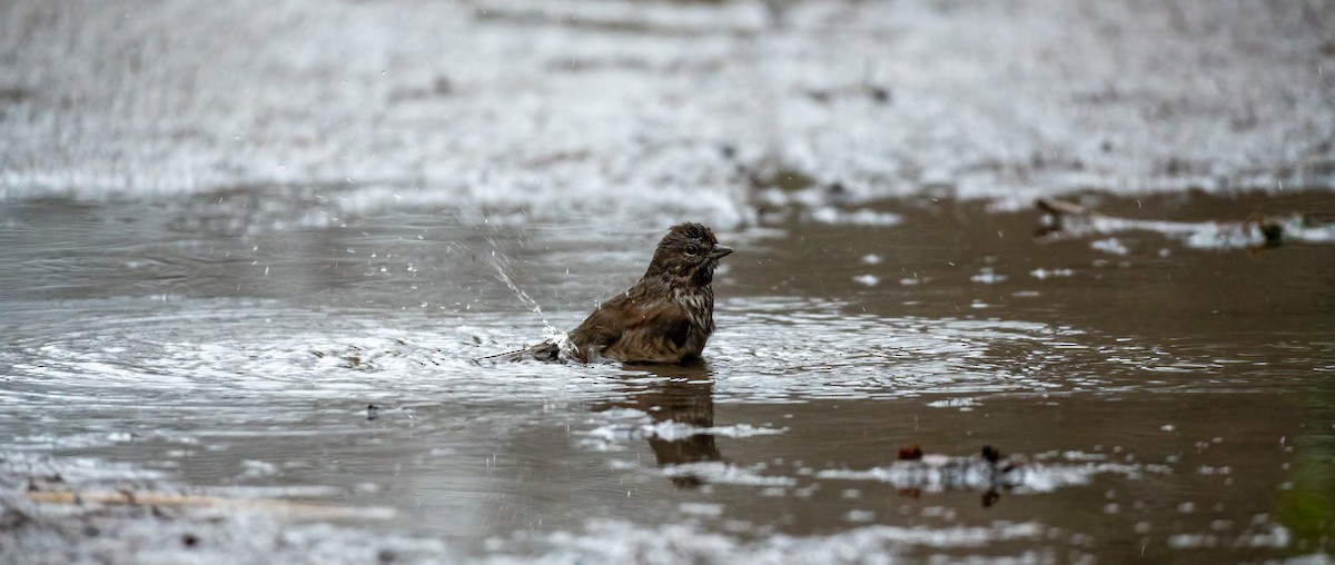 Song Sparrow - ML293303521