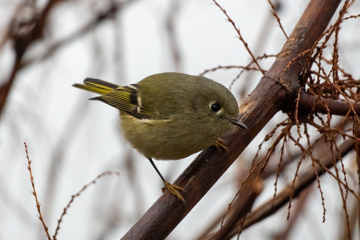 Ruby-crowned Kinglet - ML293303611