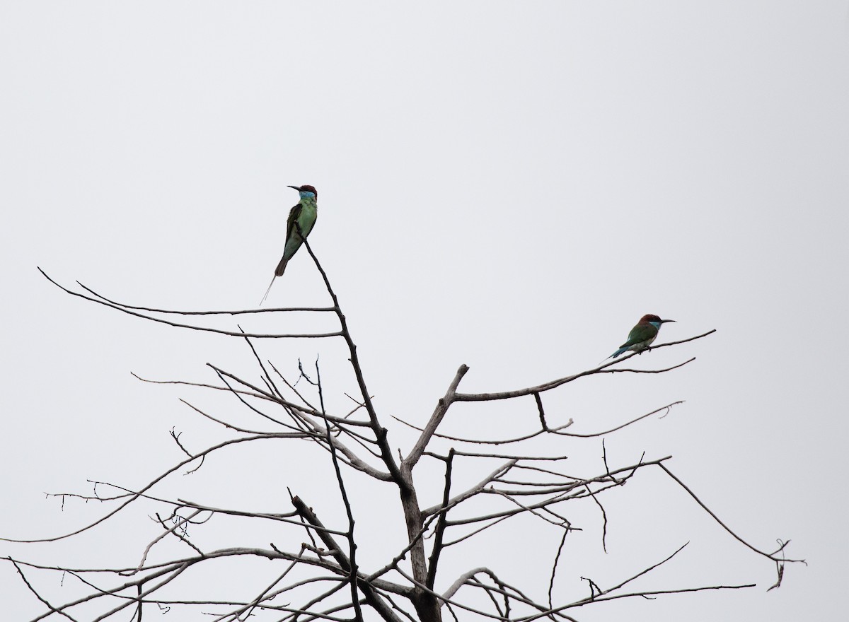 Blue-throated Bee-eater - Matthew Teng