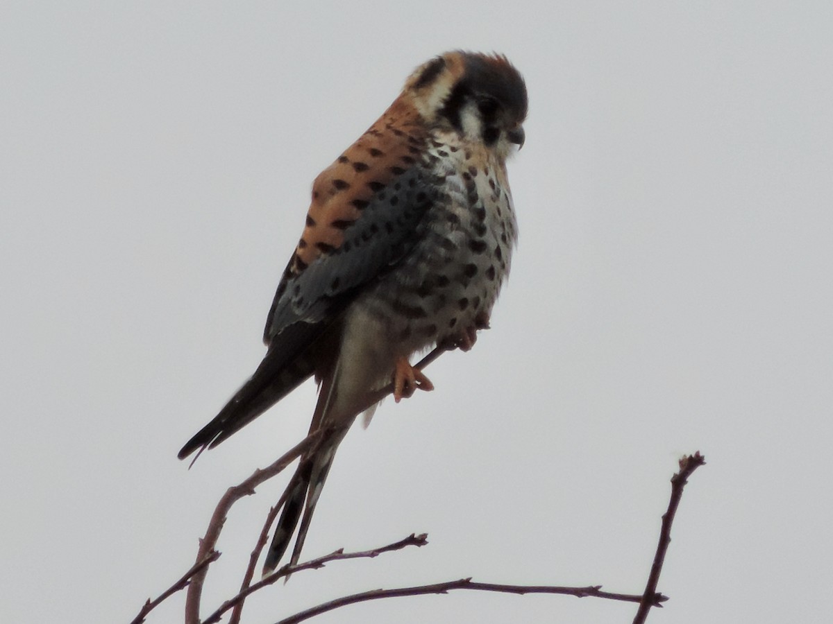 American Kestrel - ML293305261