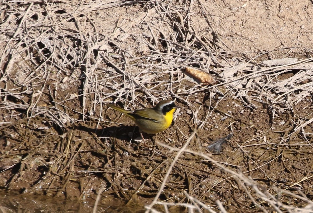 Common Yellowthroat - ML293307281
