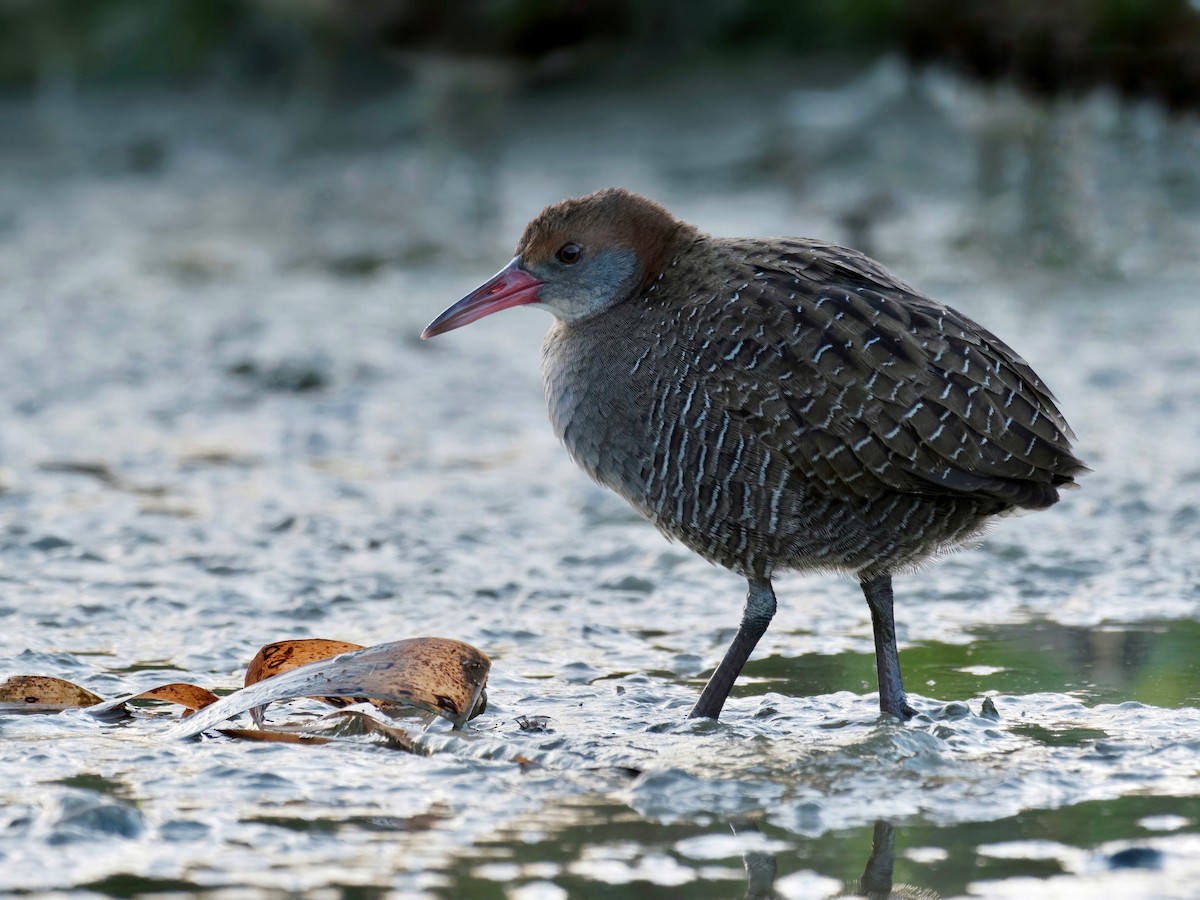 Slaty-breasted Rail - ML293310951