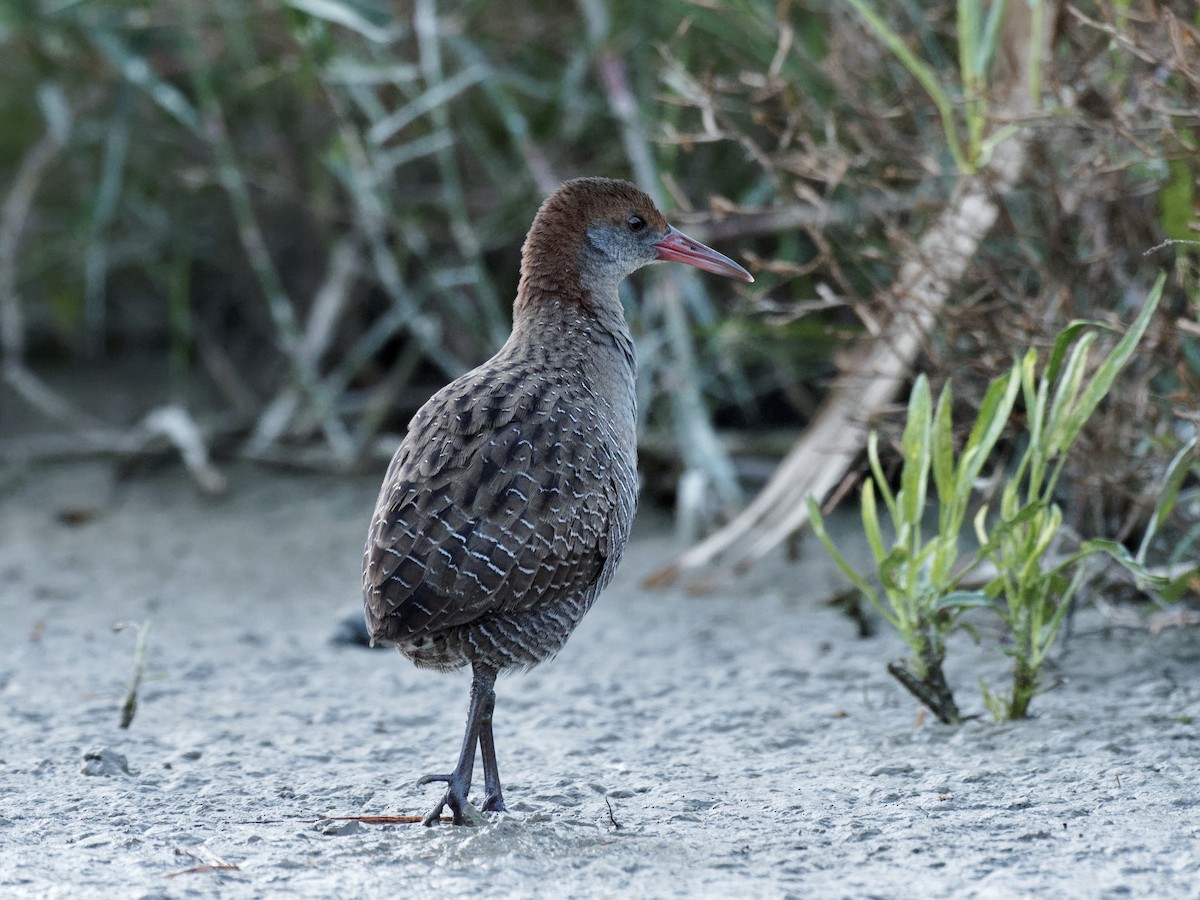 Slaty-breasted Rail - ML293310991