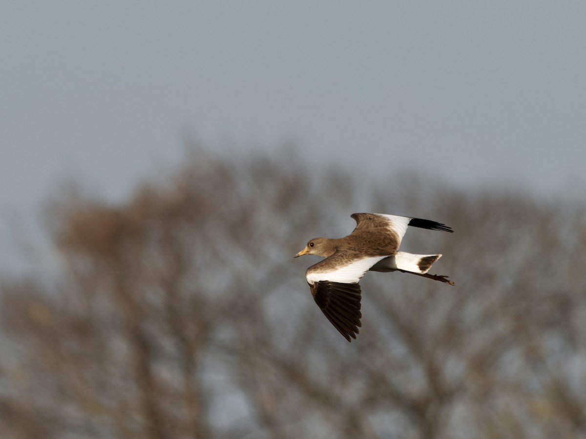 Gray-headed Lapwing - Derek Hon