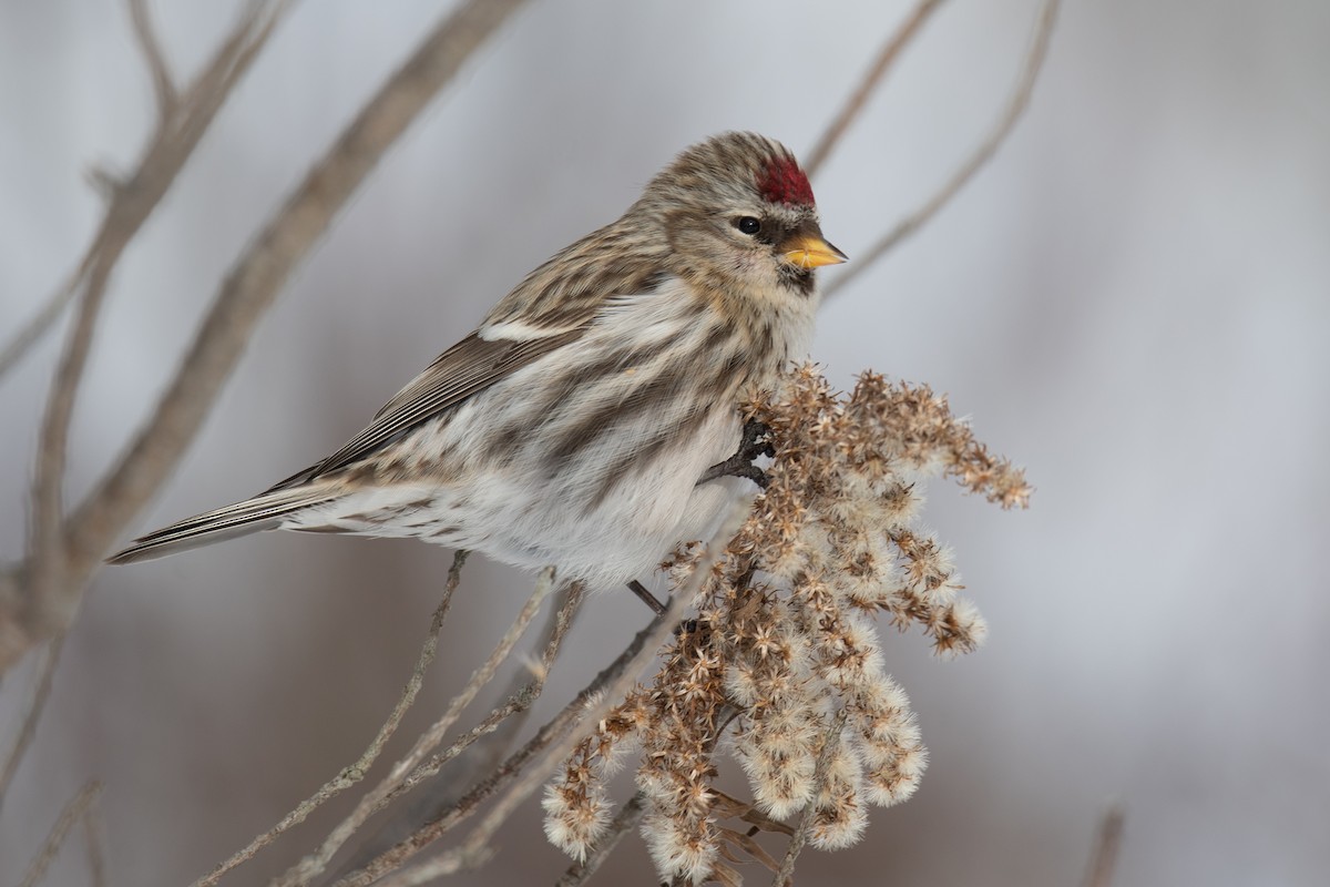 Redpoll (Common) - ML293312001