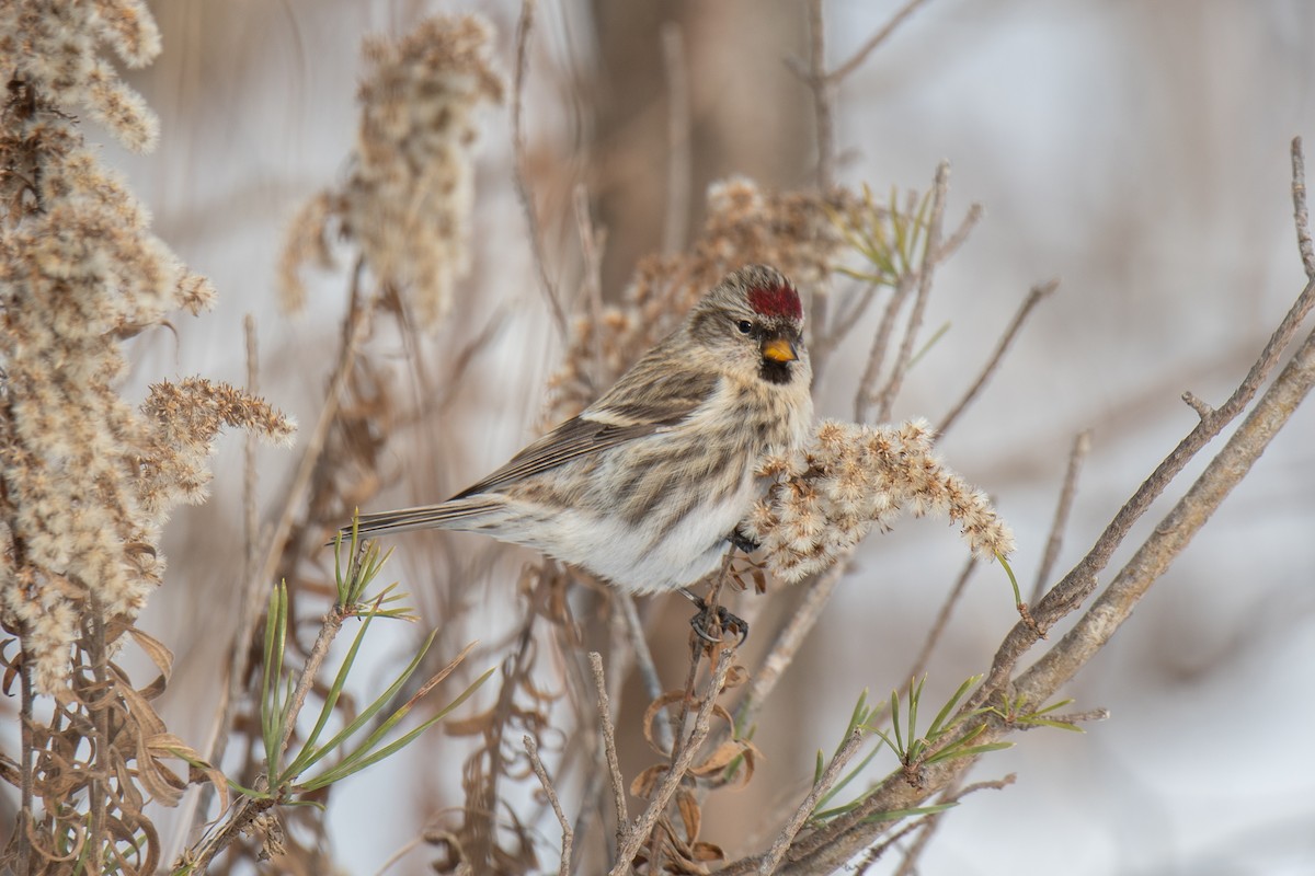 Redpoll (Common) - ML293312461