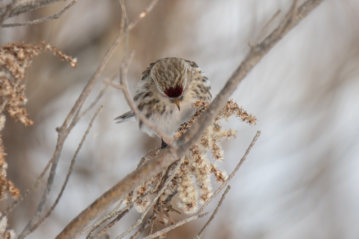 Redpoll (Common) - ML293312951