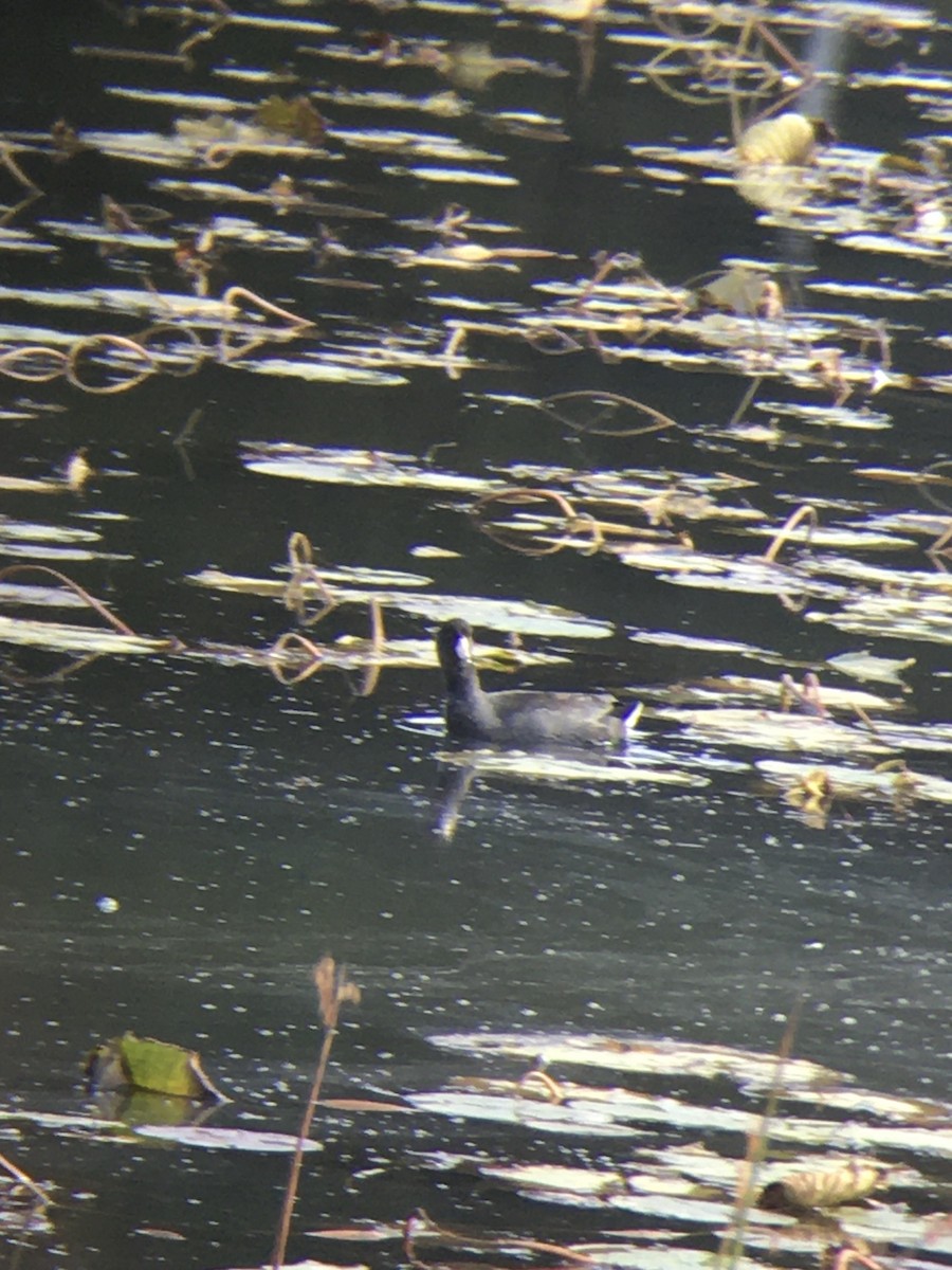 American Coot - ML293313691