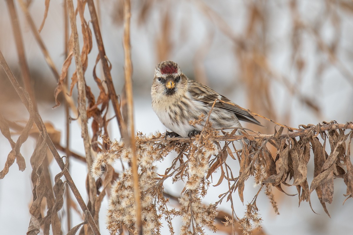 Redpoll (Common) - ML293313731