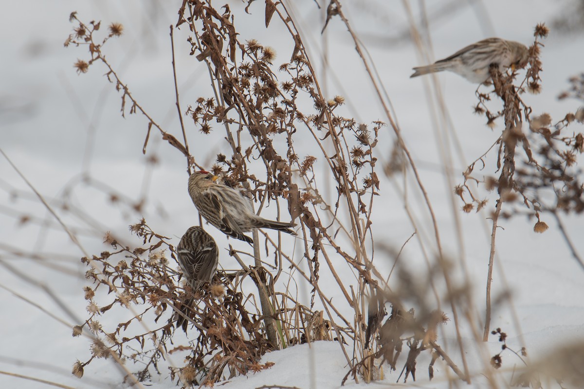 Redpoll (Common) - ML293313741