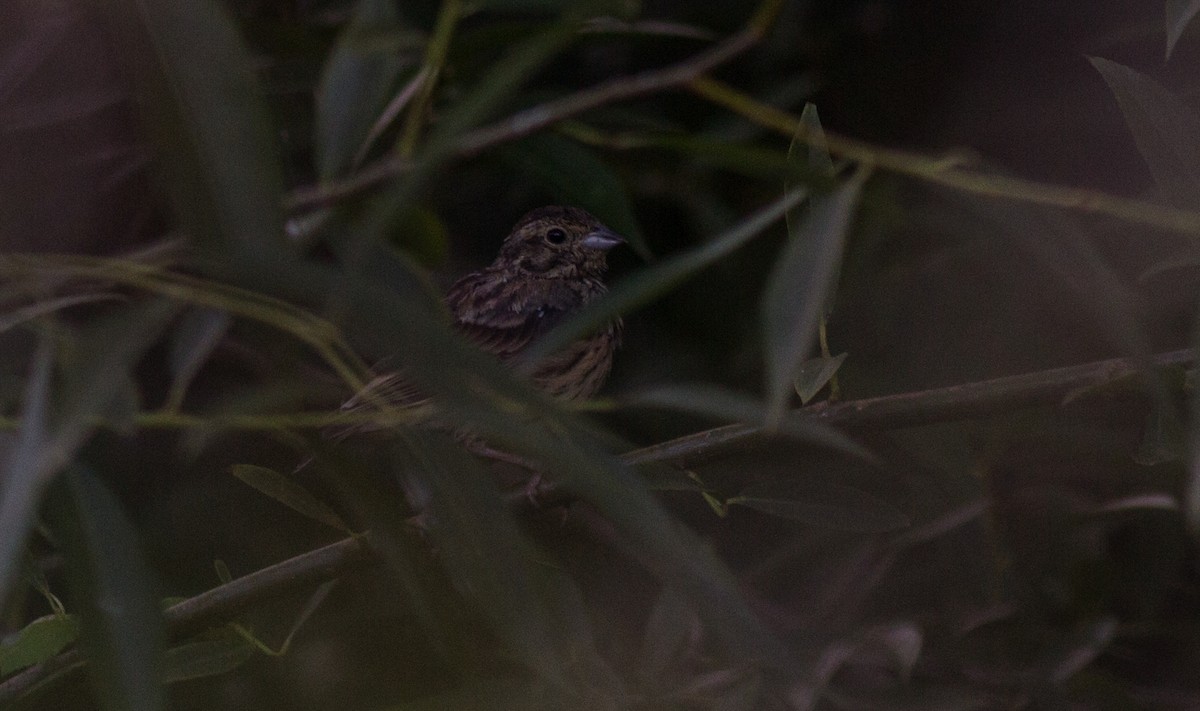 Cirl Bunting - Pedro Nicolau