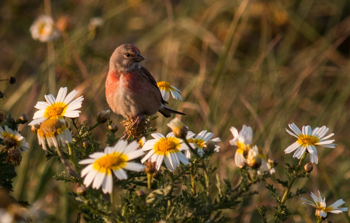 Eurasian Linnet - ML293315171