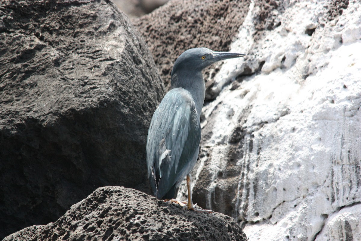 Striated Heron (Galapagos) - ML293315301