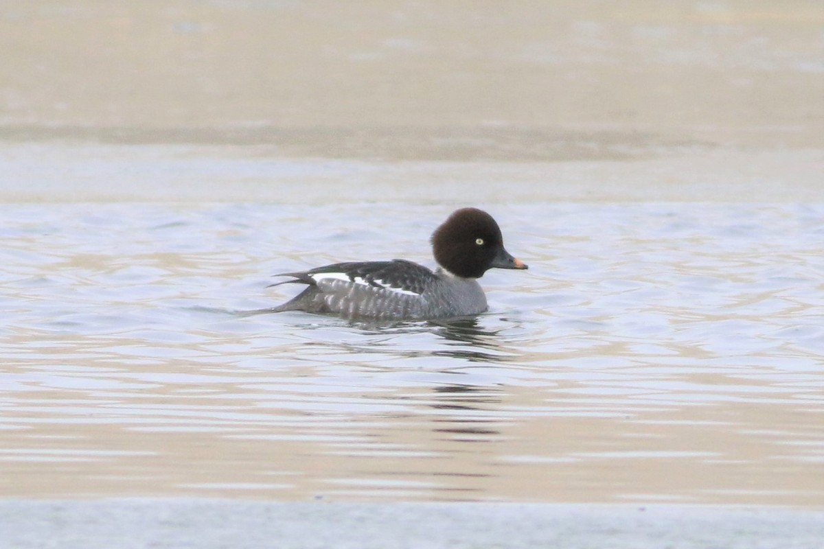 Common/Barrow's Goldeneye - ML293318751