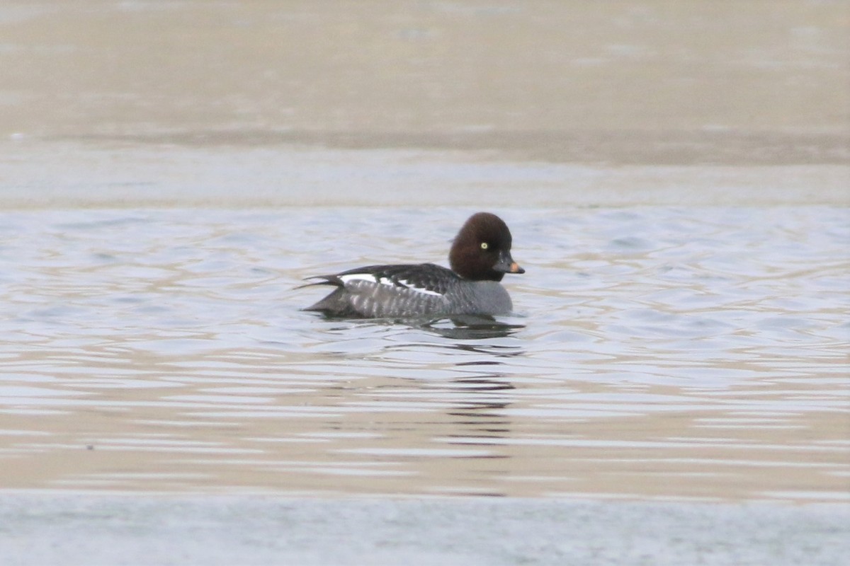 Common/Barrow's Goldeneye - ML293318791