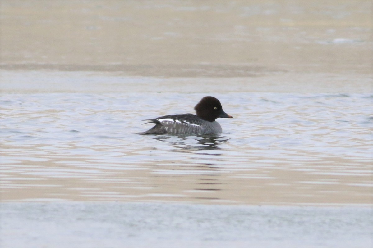 Common/Barrow's Goldeneye - Wyatt Egelhoff