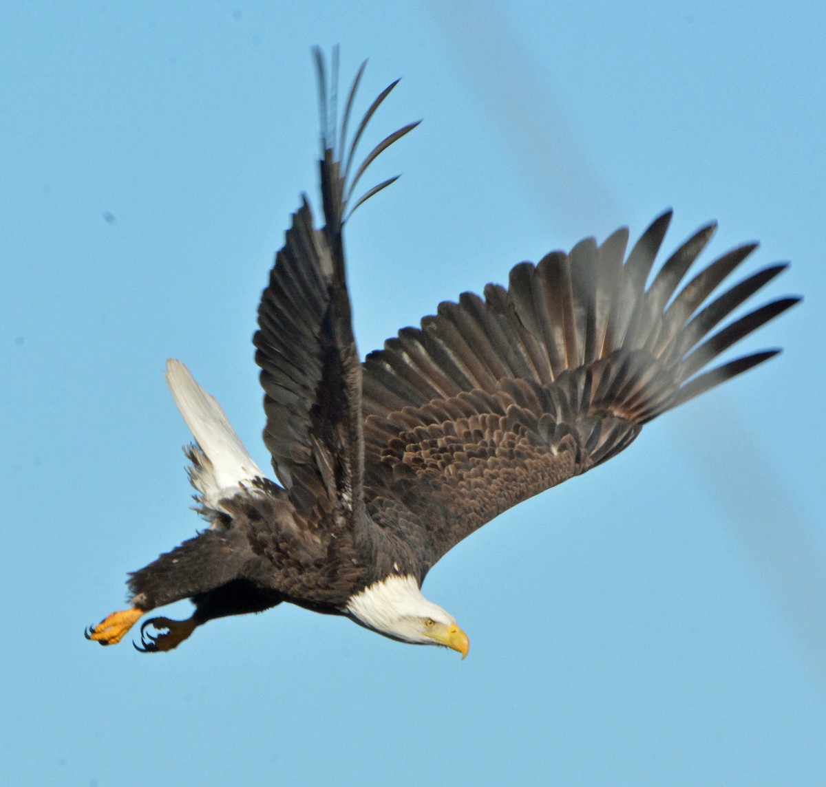 Bald Eagle - Michael J Good