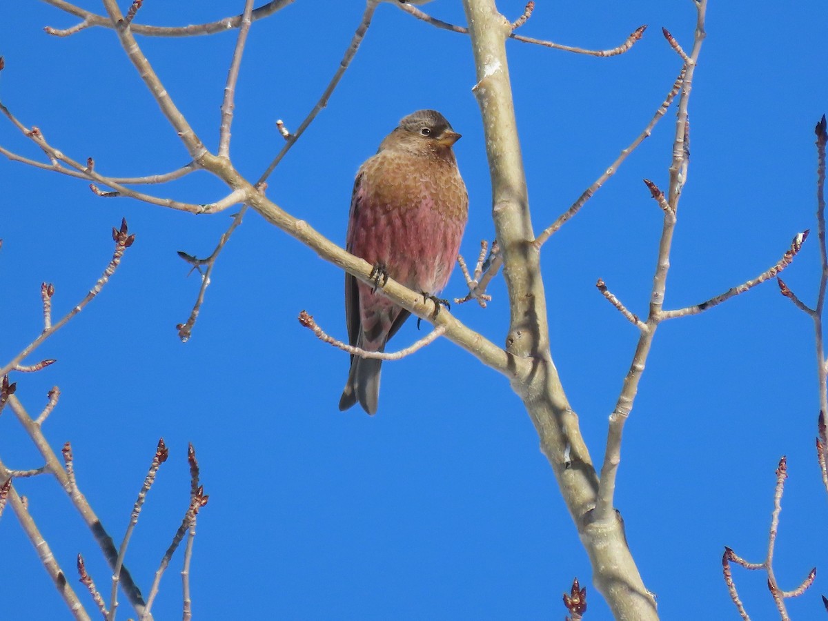 Brown-capped Rosy-Finch - ML293323121