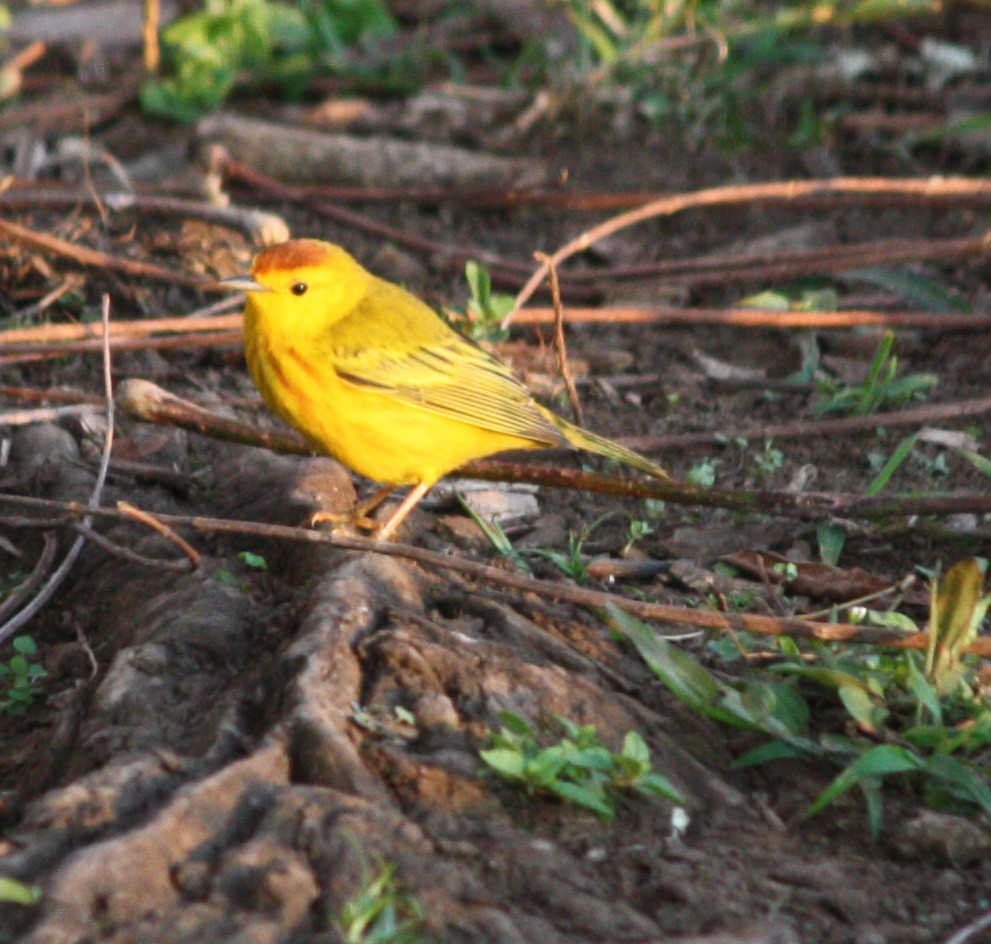 Yellow Warbler (Galapagos) - ML293323691