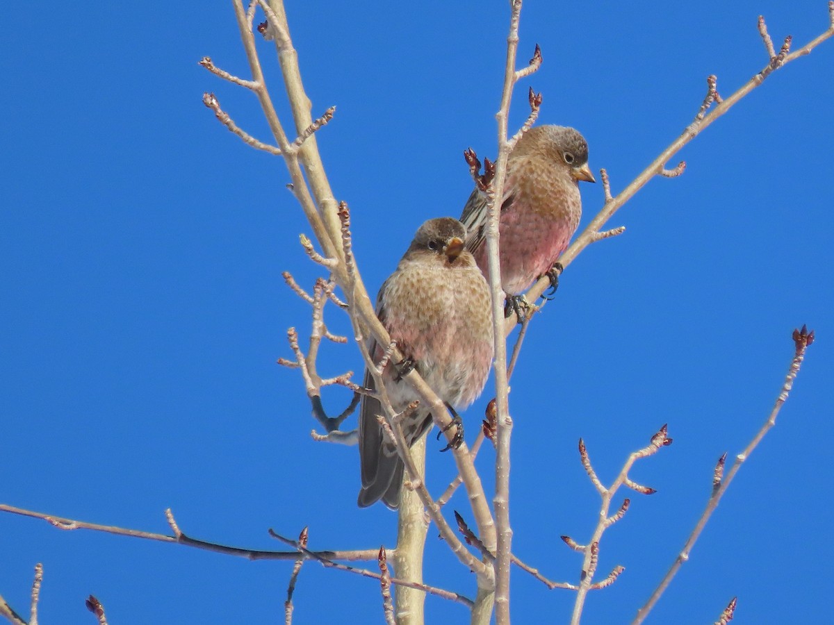 Brown-capped Rosy-Finch - ML293324001