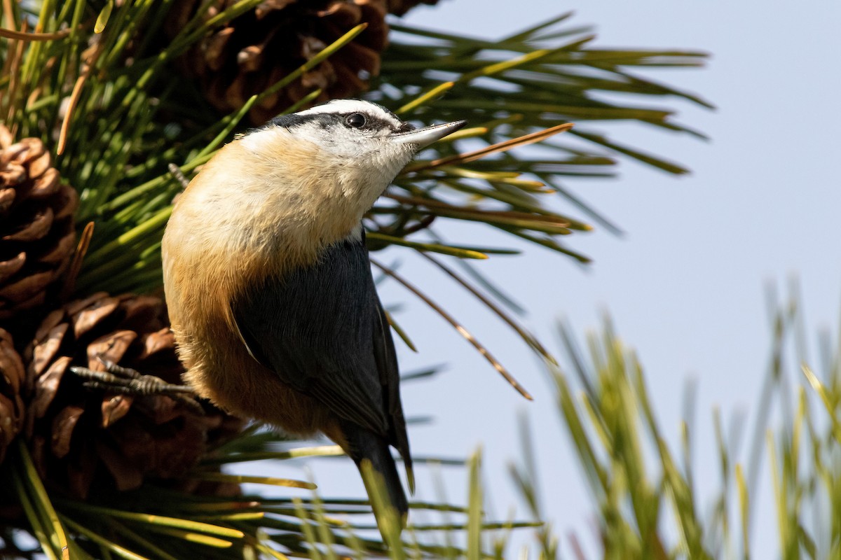 Red-breasted Nuthatch - Sam Zhang