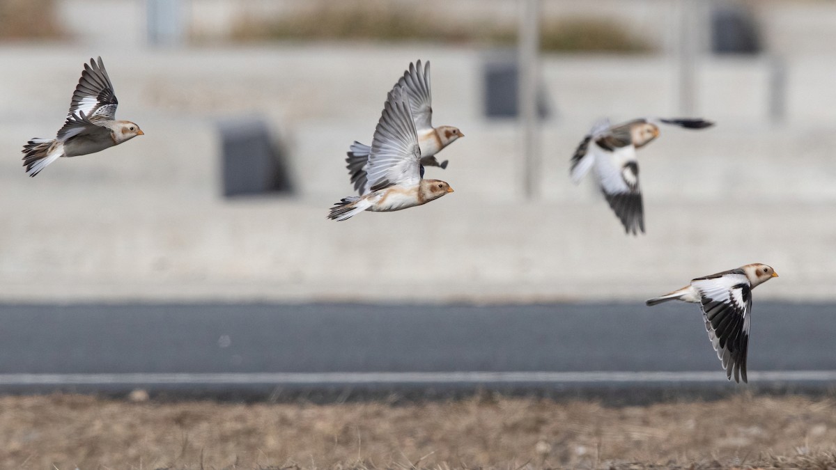 Snow Bunting - ML293326731