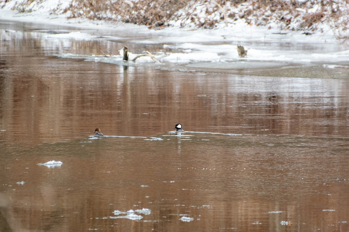 Hooded Merganser - ML293327331