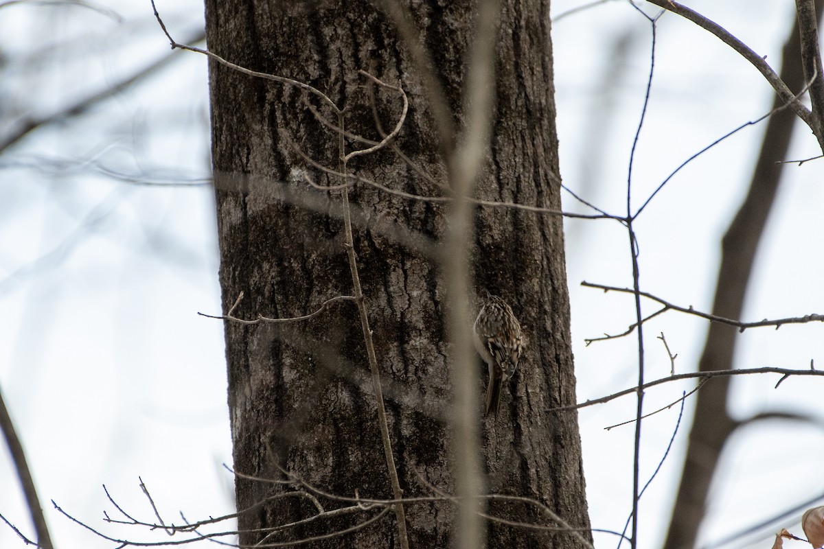 Brown Creeper - ML293328081