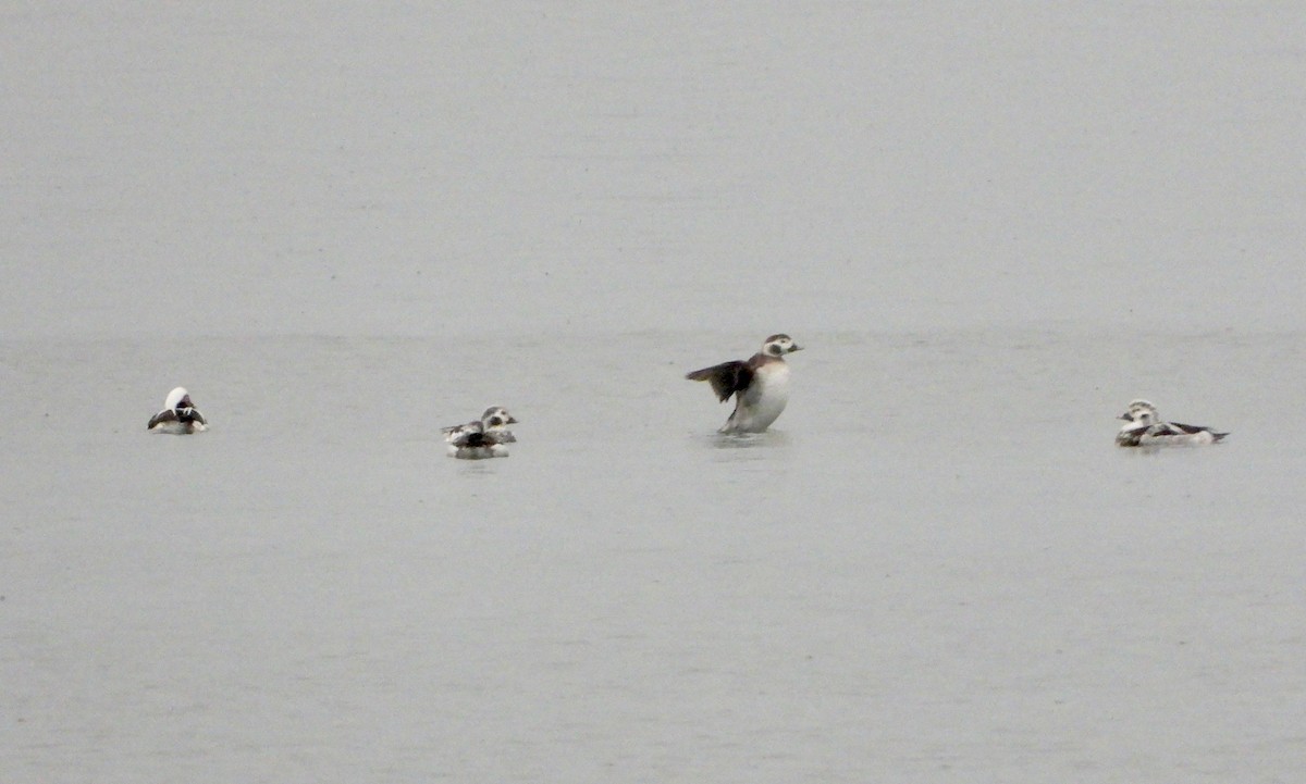 Long-tailed Duck - ML293329721