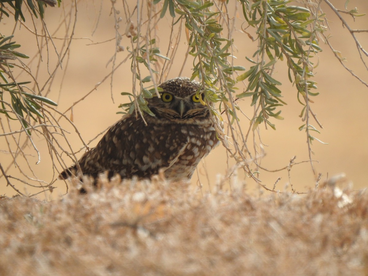 Burrowing Owl - ML293330041