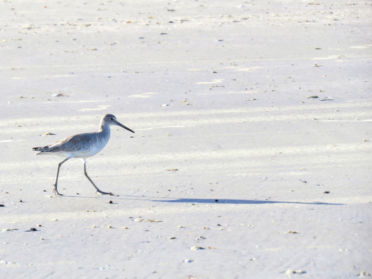 Willet - ML293330331