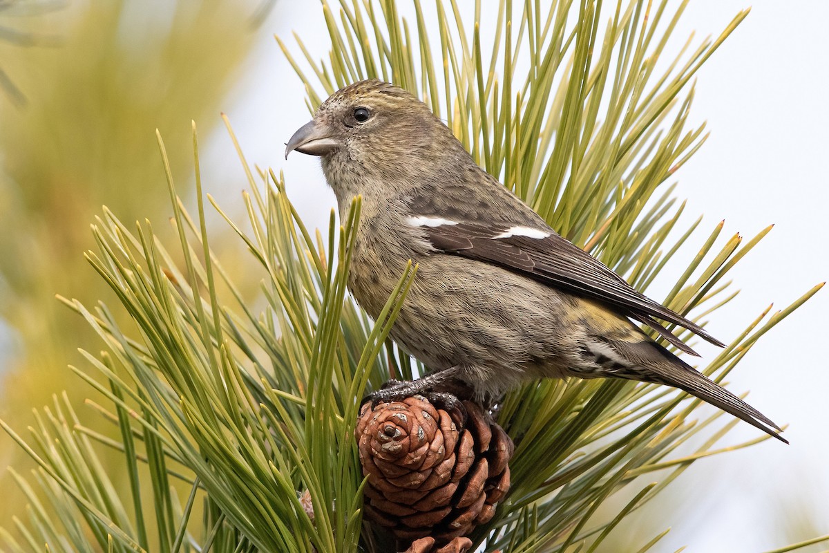 White-winged Crossbill (leucoptera) - ML293333281