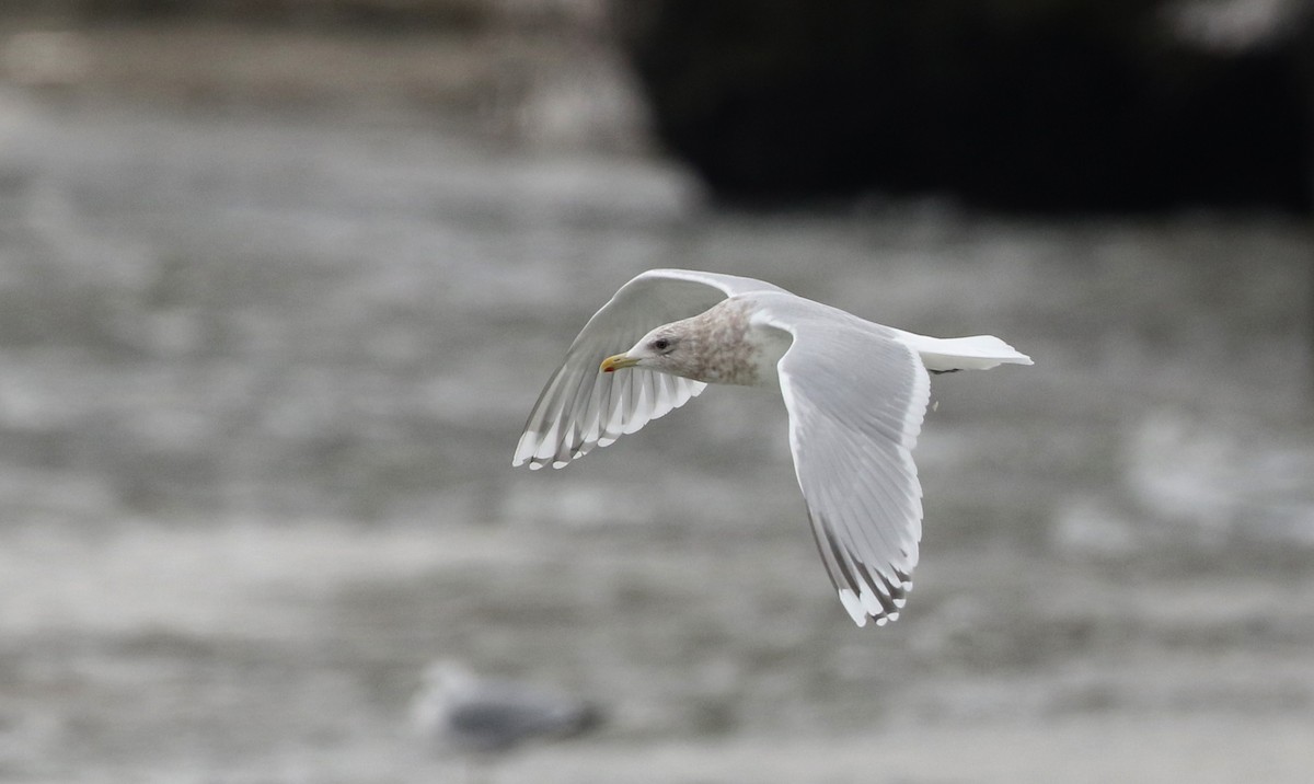 Iceland Gull (kumlieni) - Jay McGowan