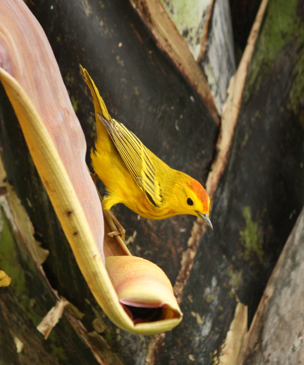 Yellow Warbler (Galapagos) - ML293333541