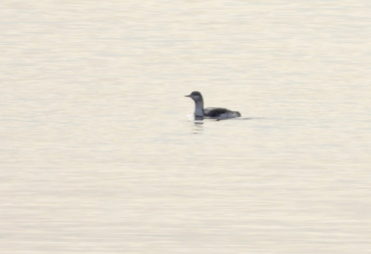 Red-throated Loon - ML293334141