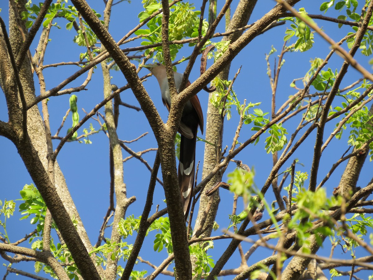 Squirrel Cuckoo - ML293334411