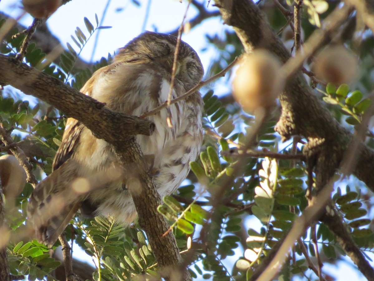 Ferruginous Pygmy-Owl - ML293334981