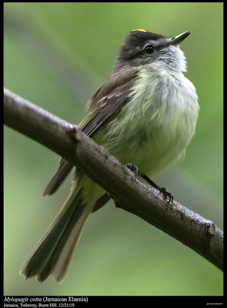 Jamaican Elaenia - Peter Kondrashov