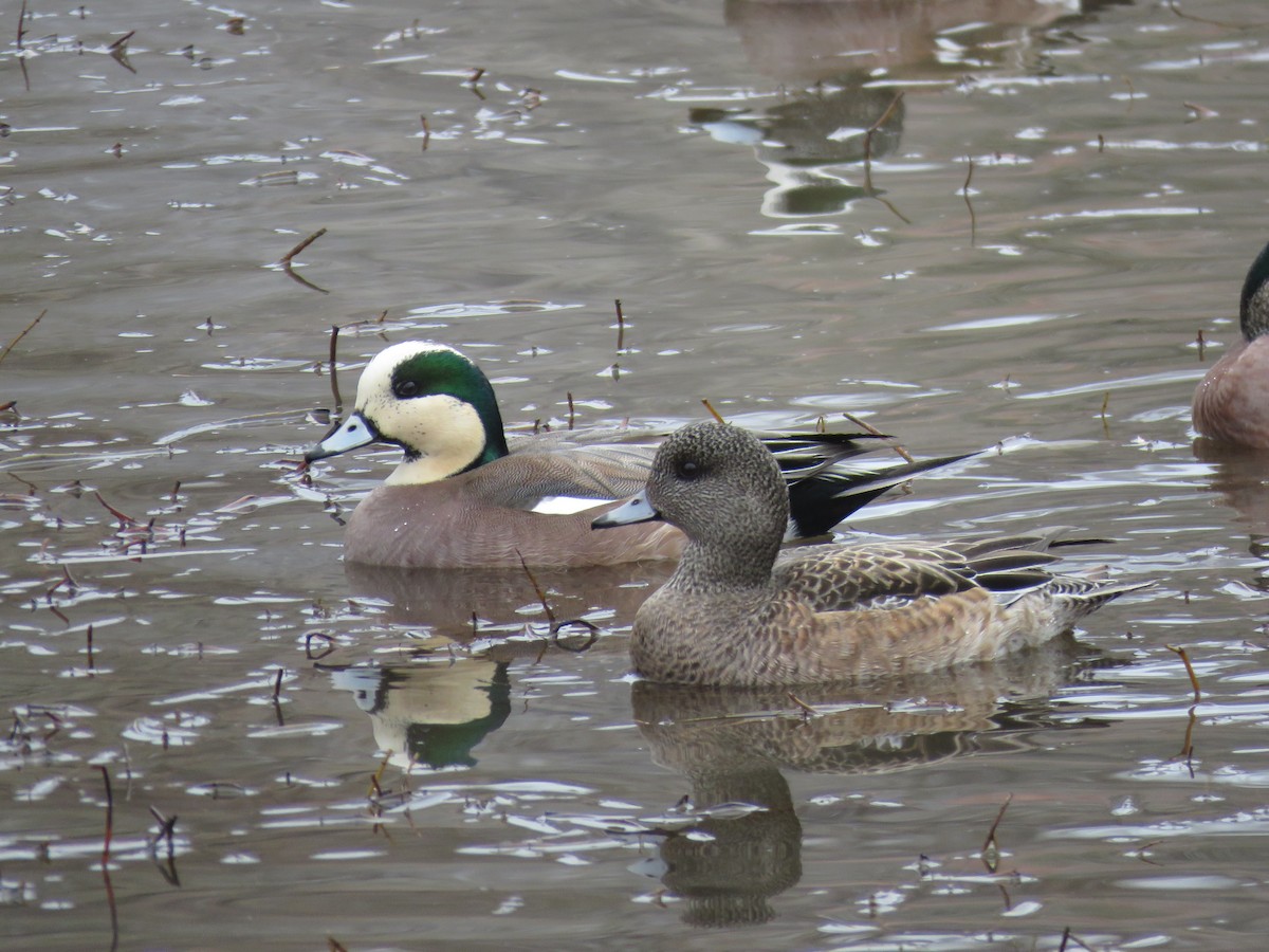 American Wigeon - ML293335351