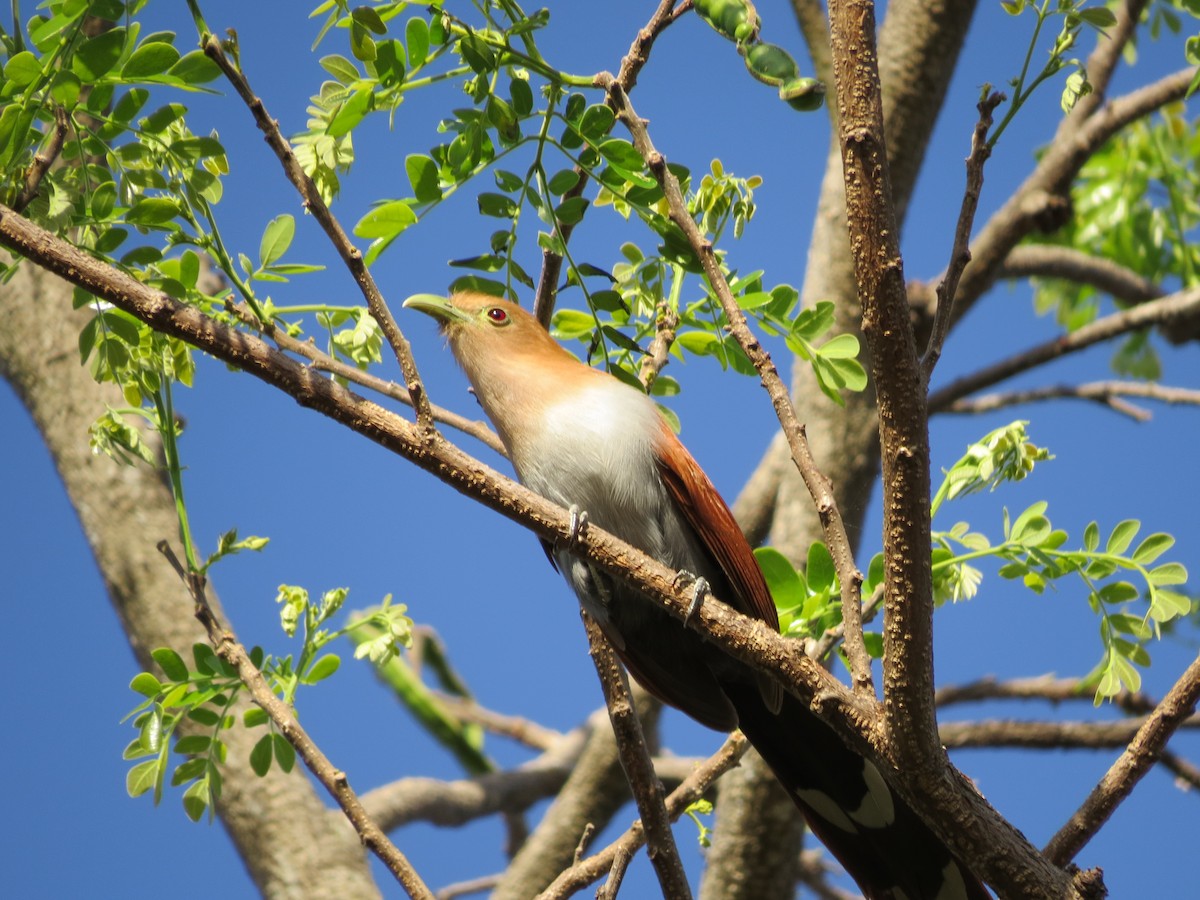 Squirrel Cuckoo - ML293335361