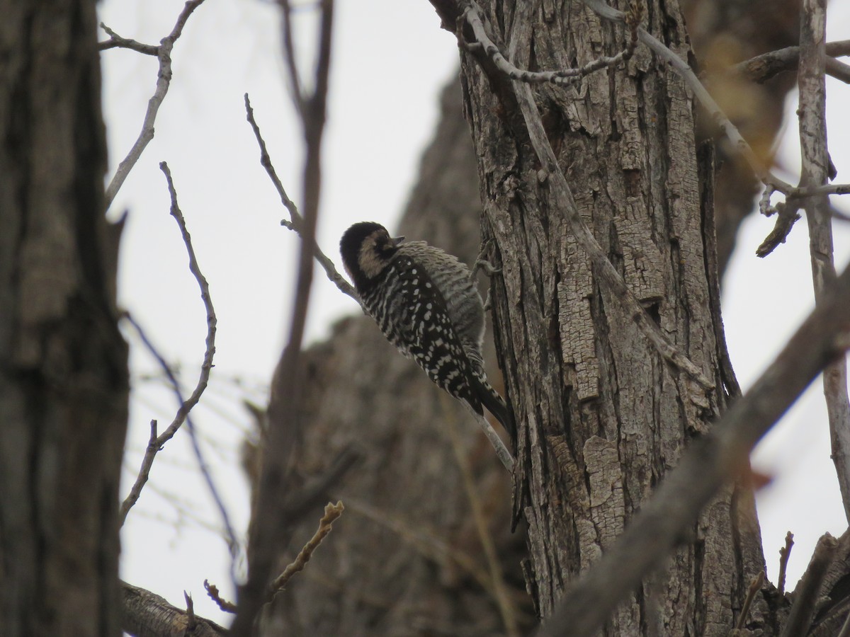 Ladder-backed Woodpecker - ML293335551