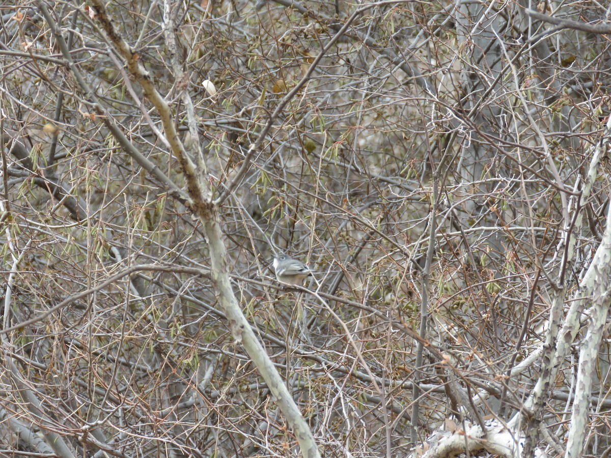 Plumbeous Vireo - Brian Hofstetter