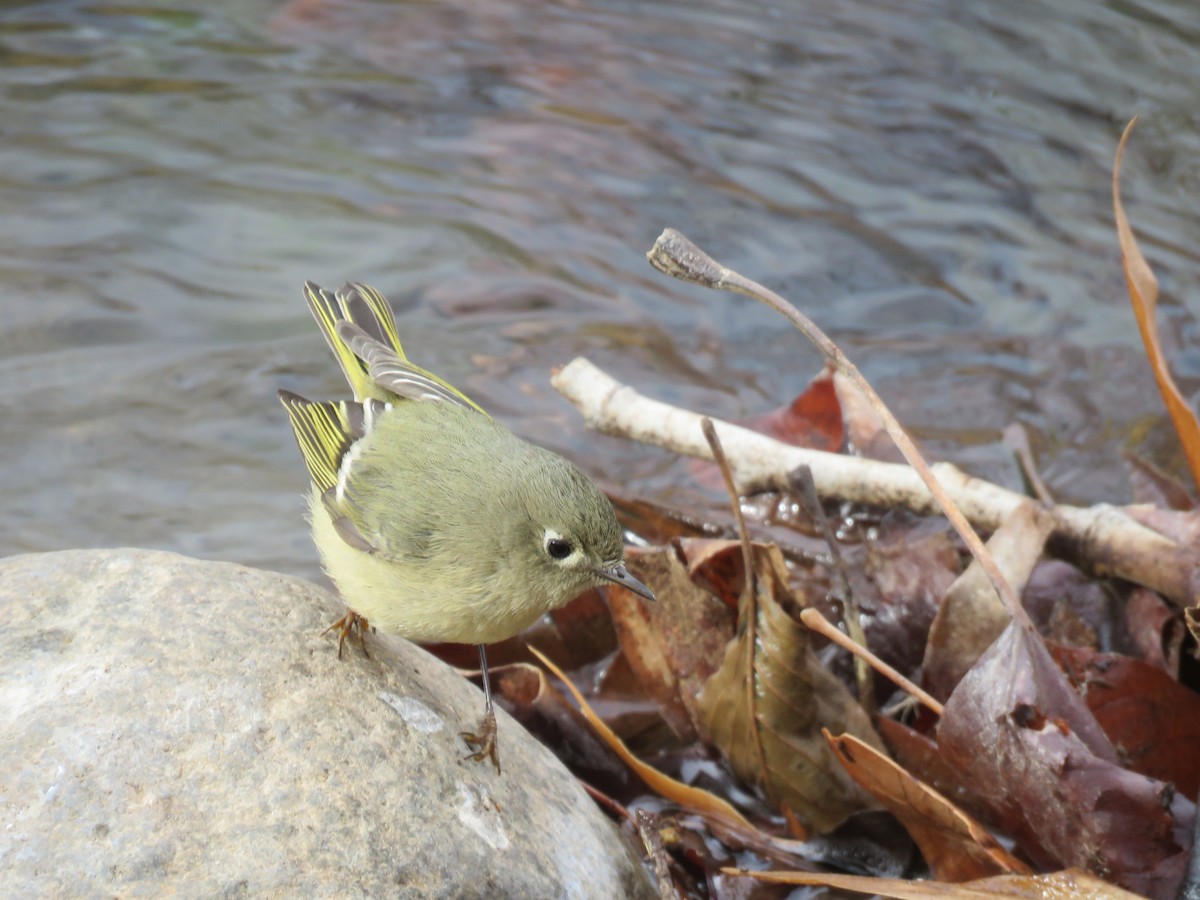 Ruby-crowned Kinglet - Brian Hofstetter