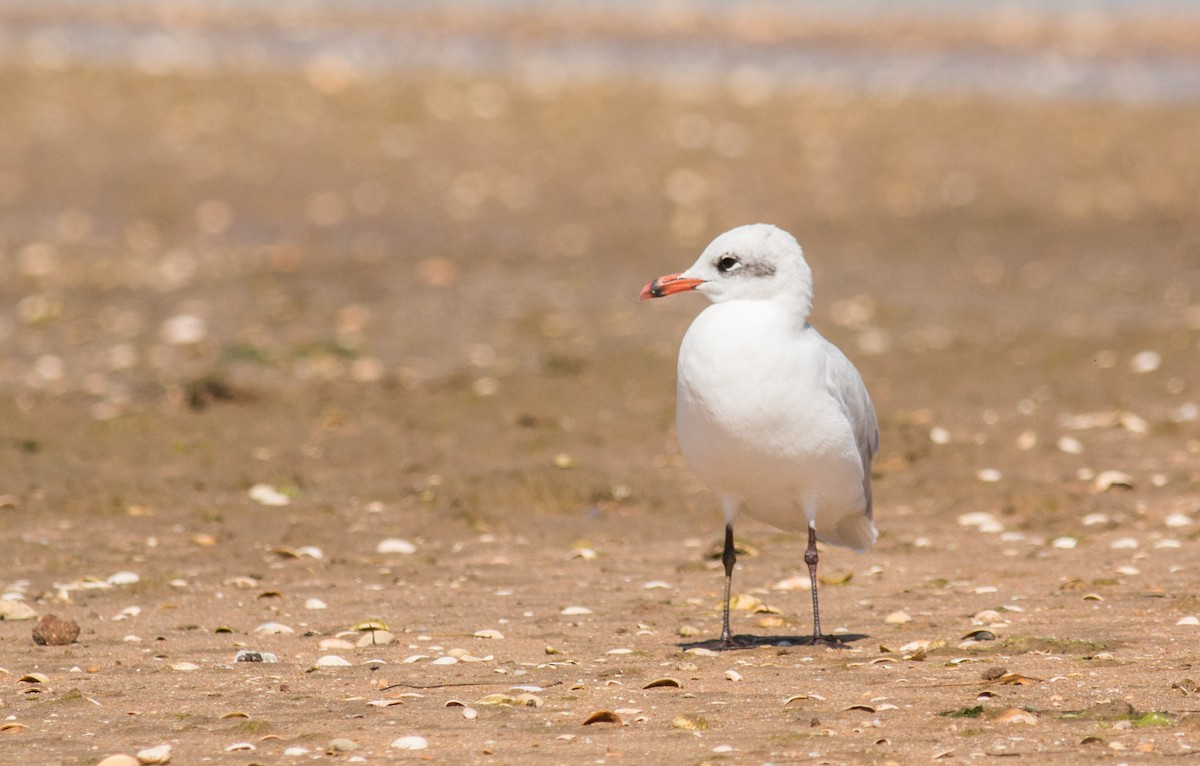 Mediterranean Gull - Pedro Nicolau