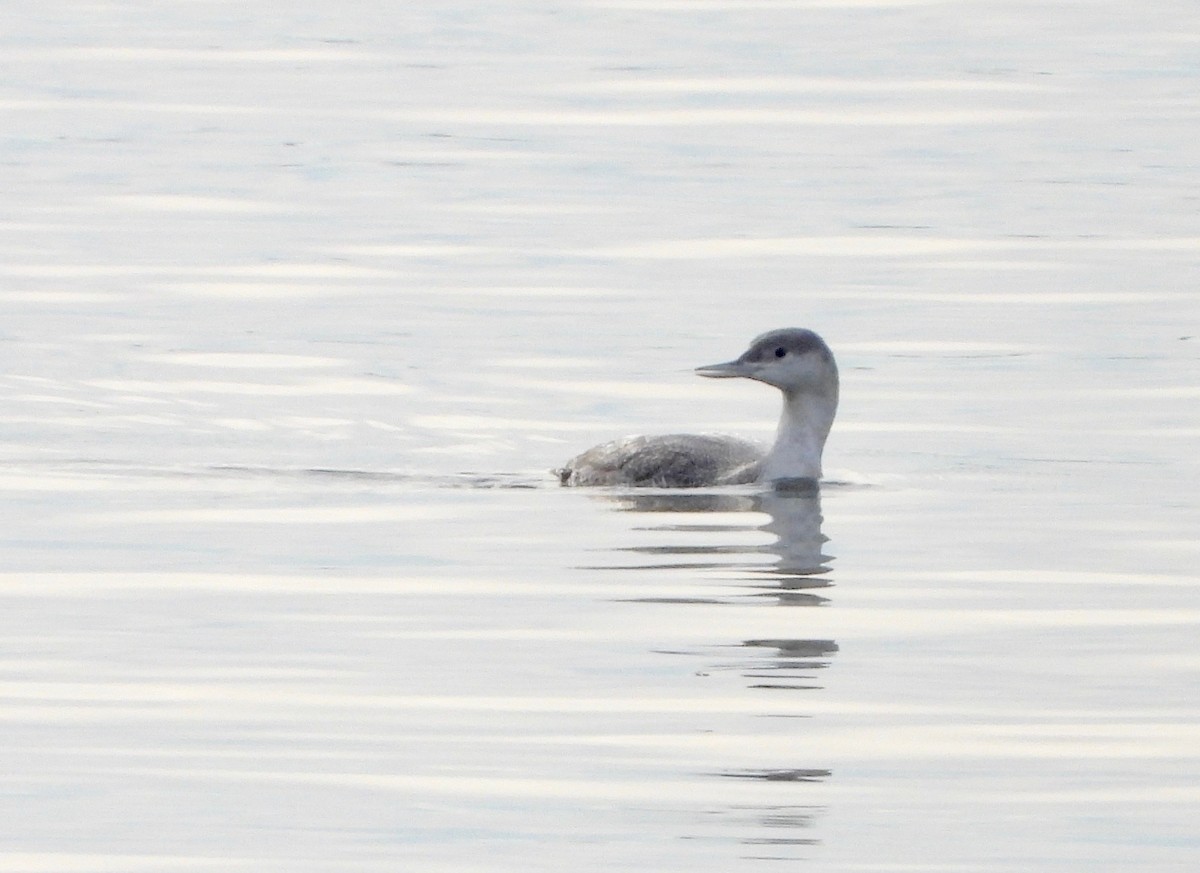 Red-throated Loon - ML293336801