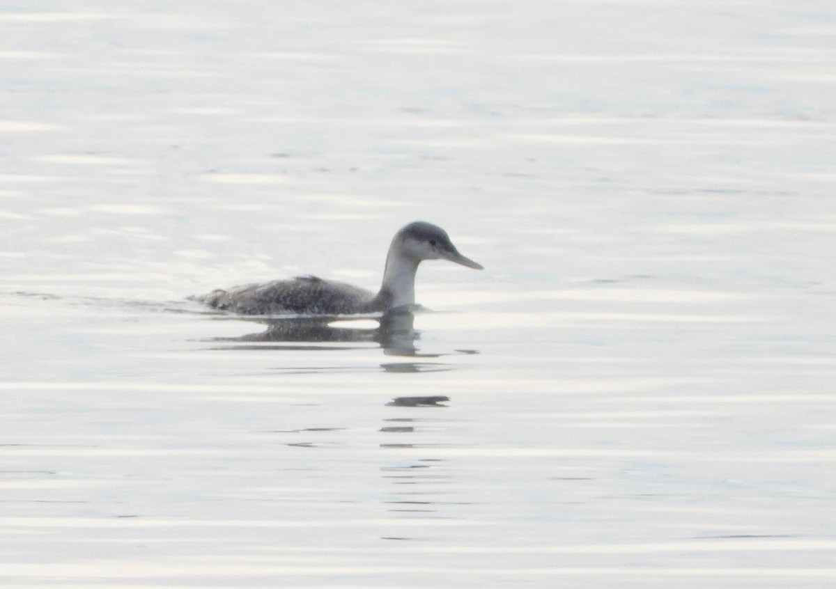 Red-throated Loon - ML293336891