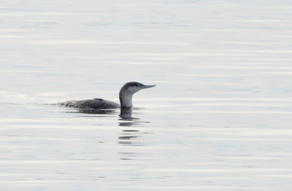 Red-throated Loon - ML293336941