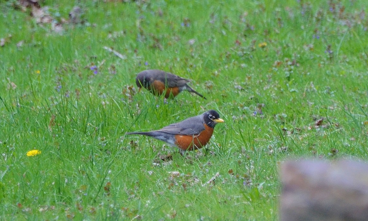 American Robin - ML29333701